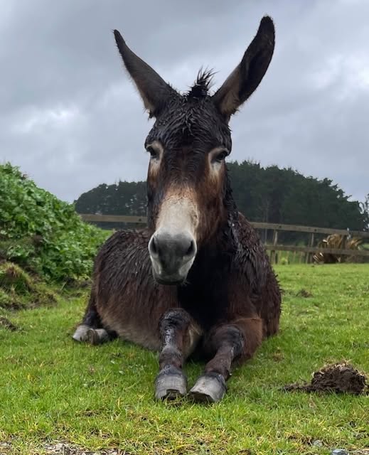 A donkey on a Taupaki lifestyle block