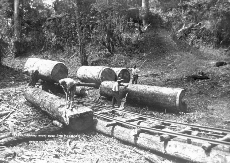 Taupaki Kauri Bush, early 20th century